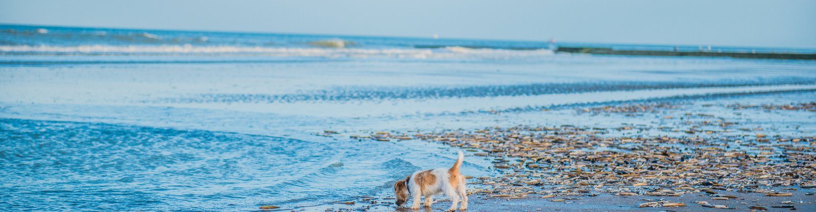Appartements où les animaux sont acceptés